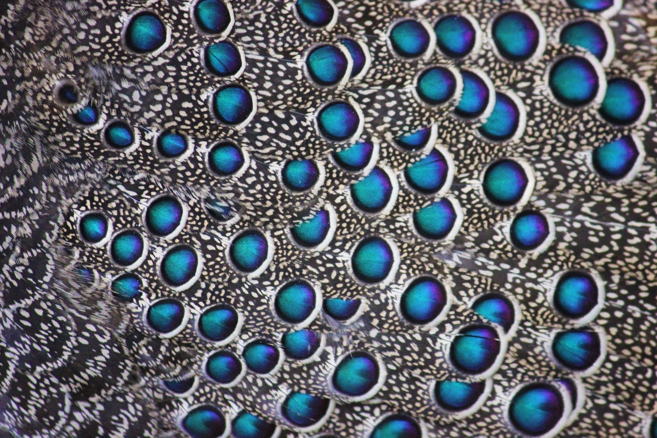 peacock  pattern  close up free photo