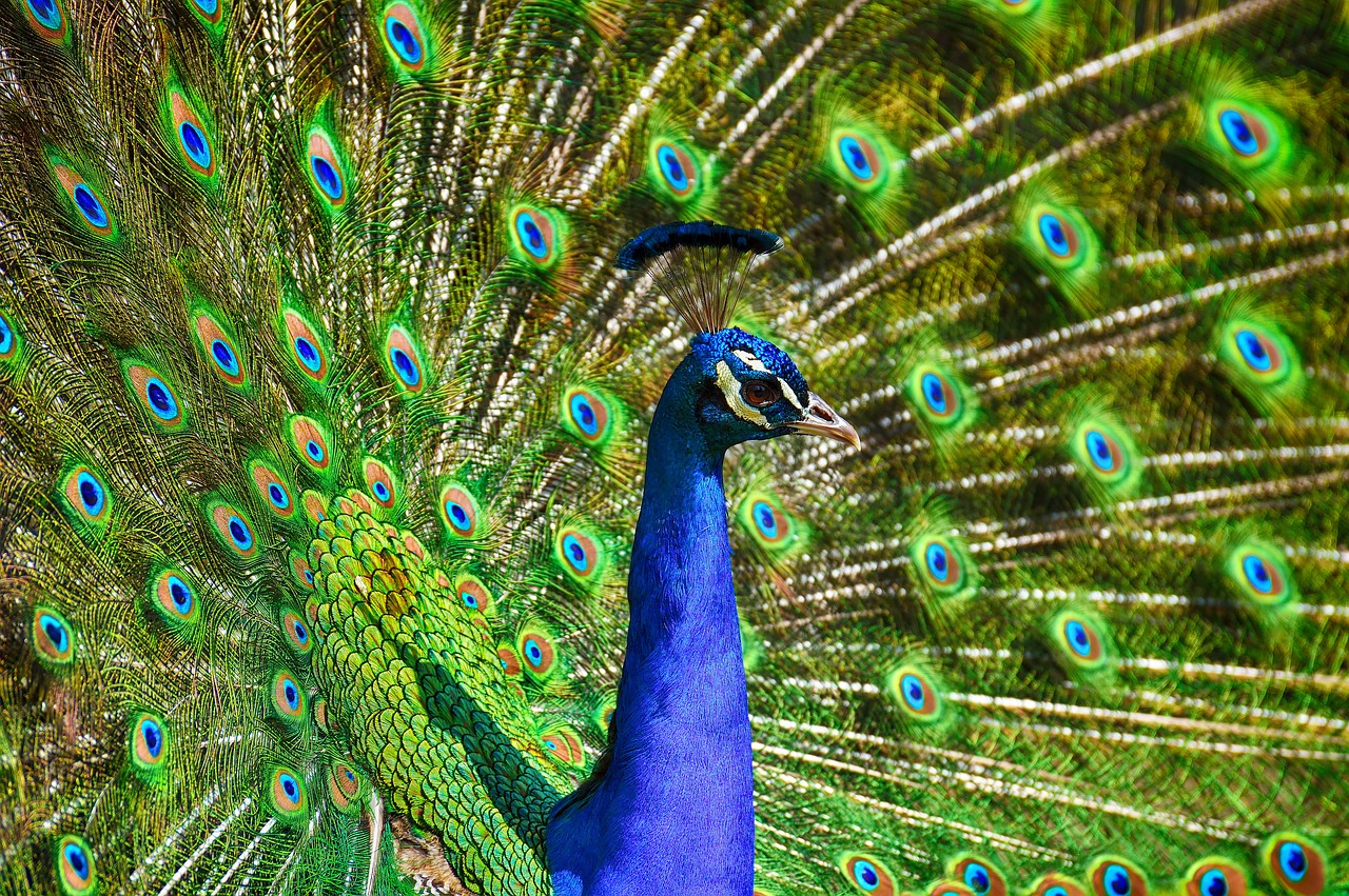 peacock  bird  colorful free photo