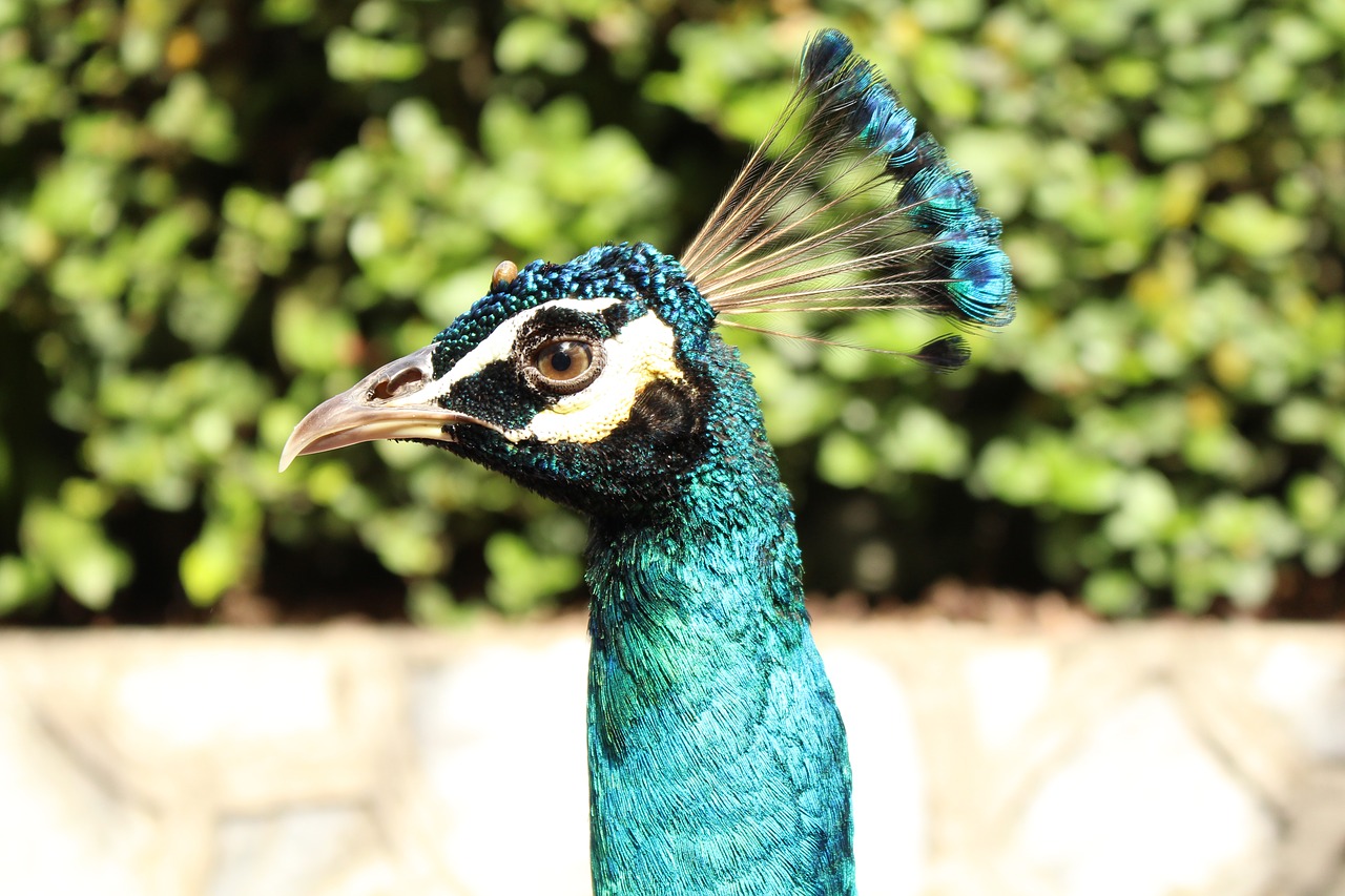 peacock  bird  zoo free photo