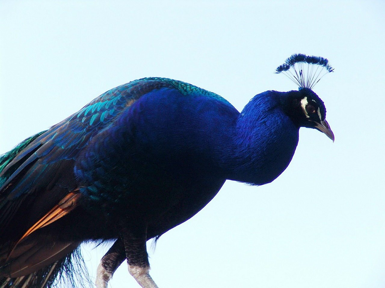 peacock bird close free photo