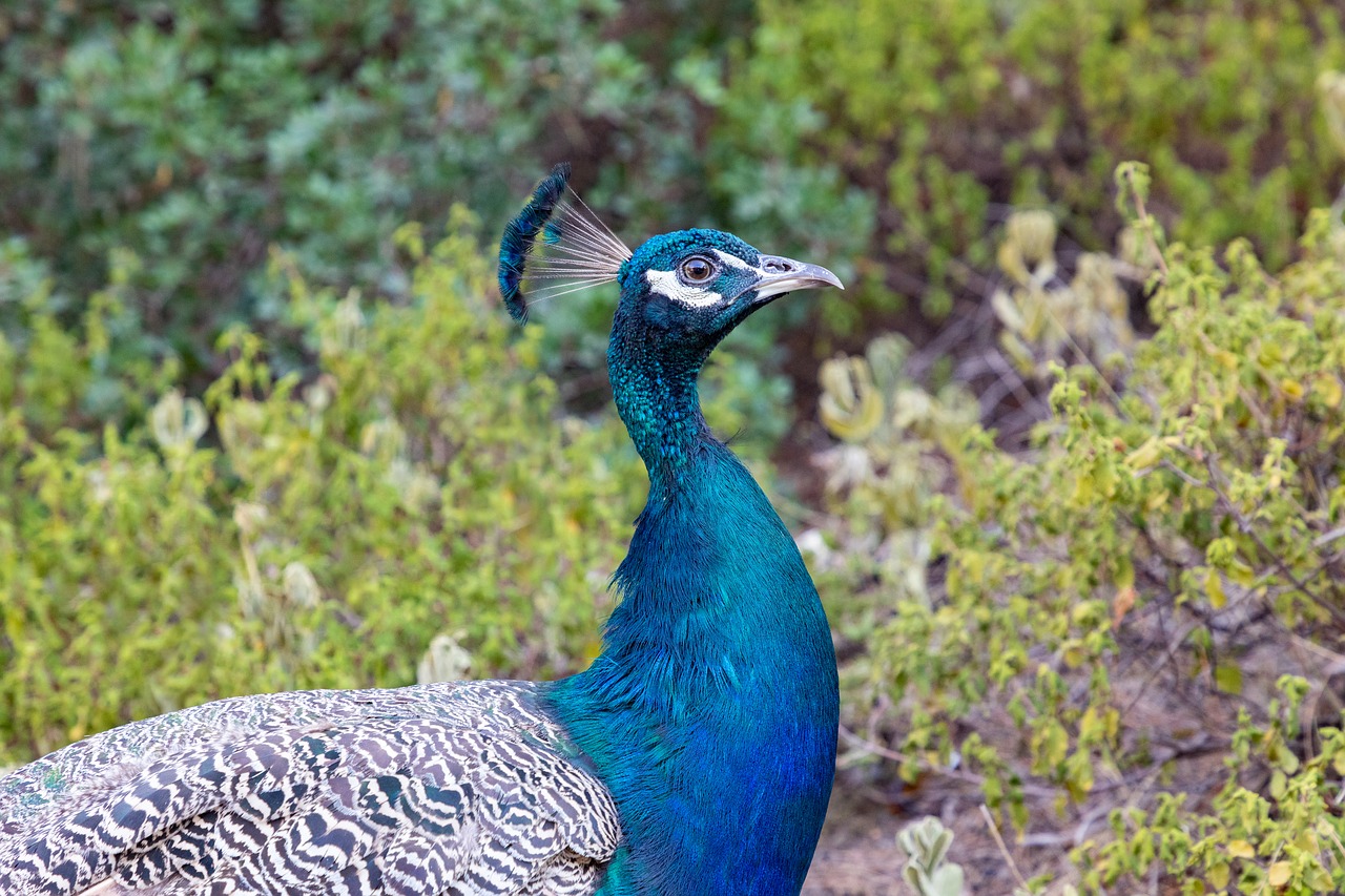 peacock  animal  beautiful free photo