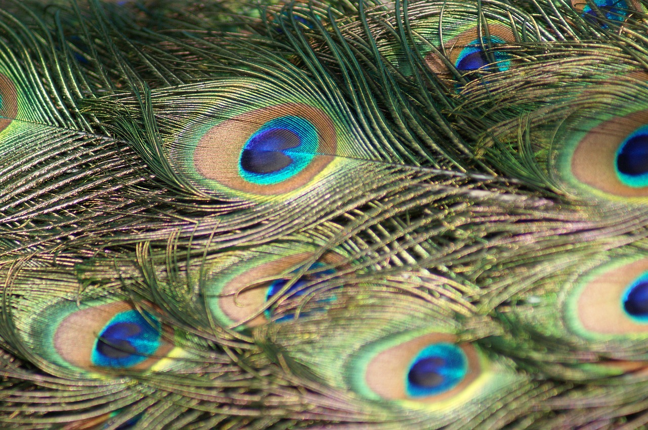 peacock feathers peacock feathers free photo