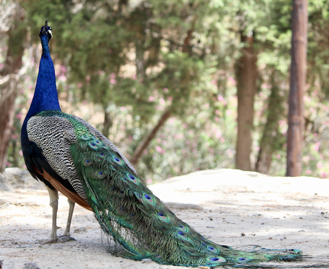 peacock  feather  colorful free photo