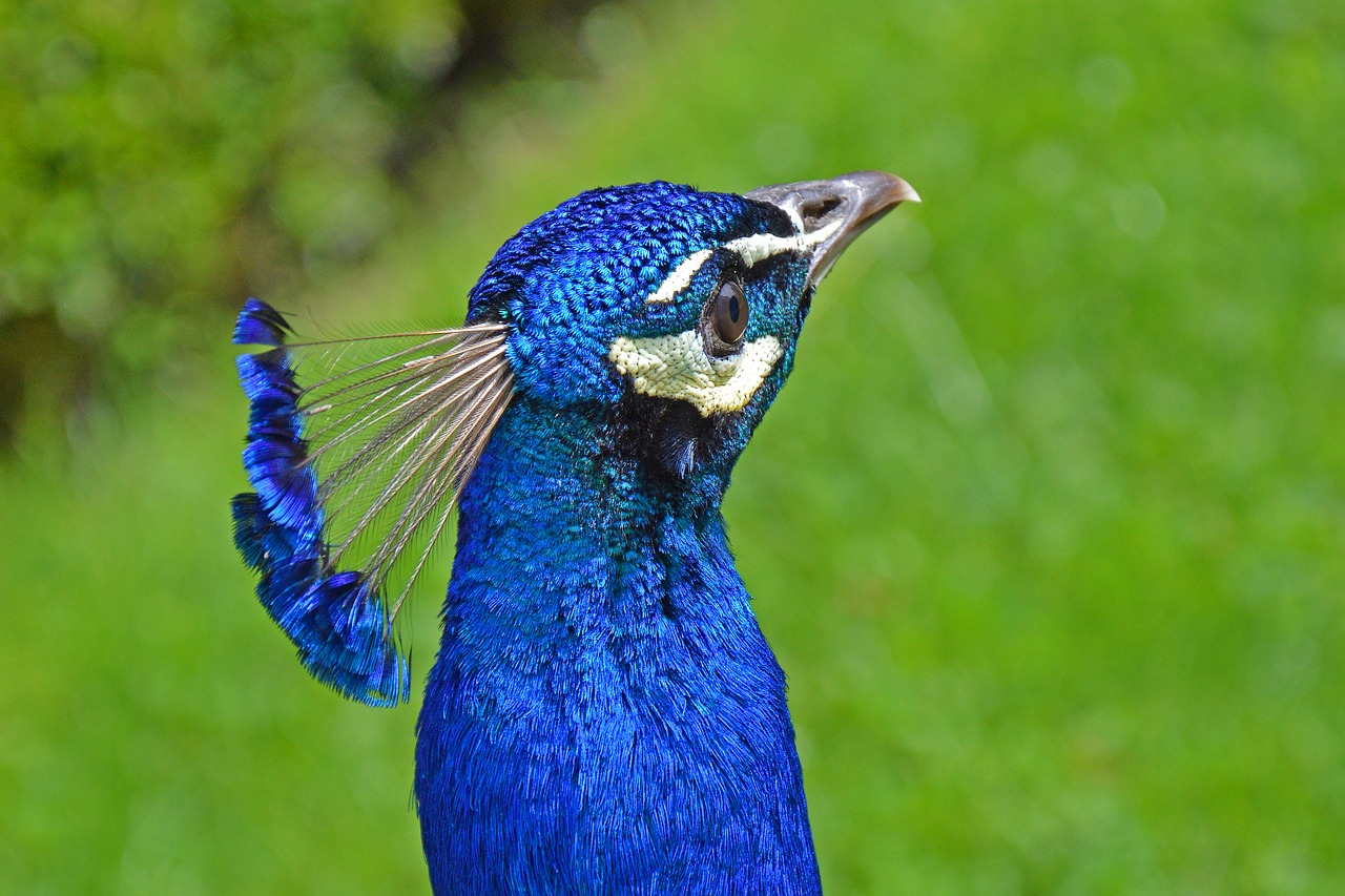 peacock  head  bird free photo