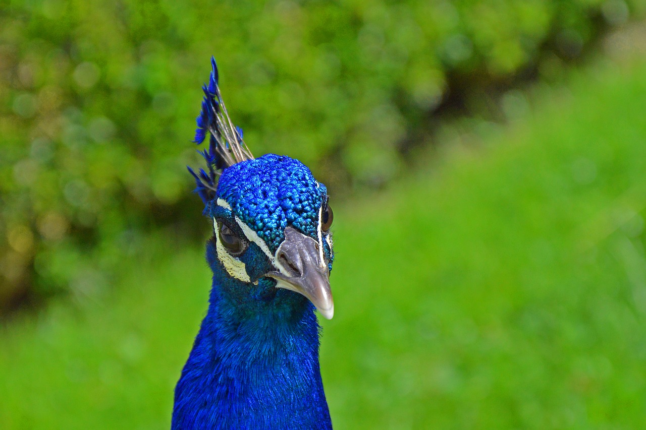 peacock  bird  nature free photo