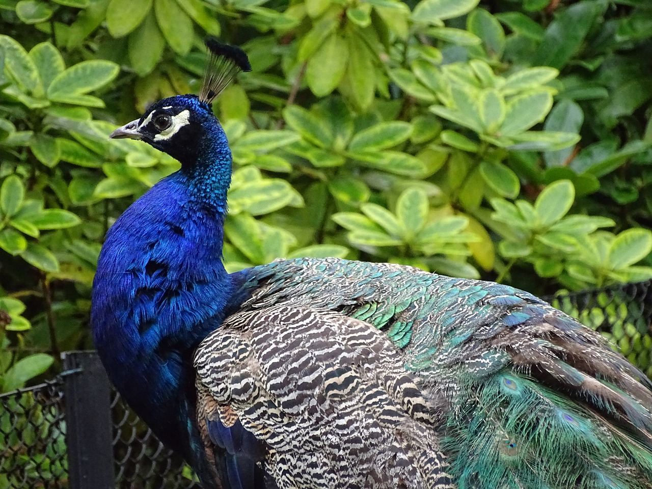 peacock  bird  feather free photo