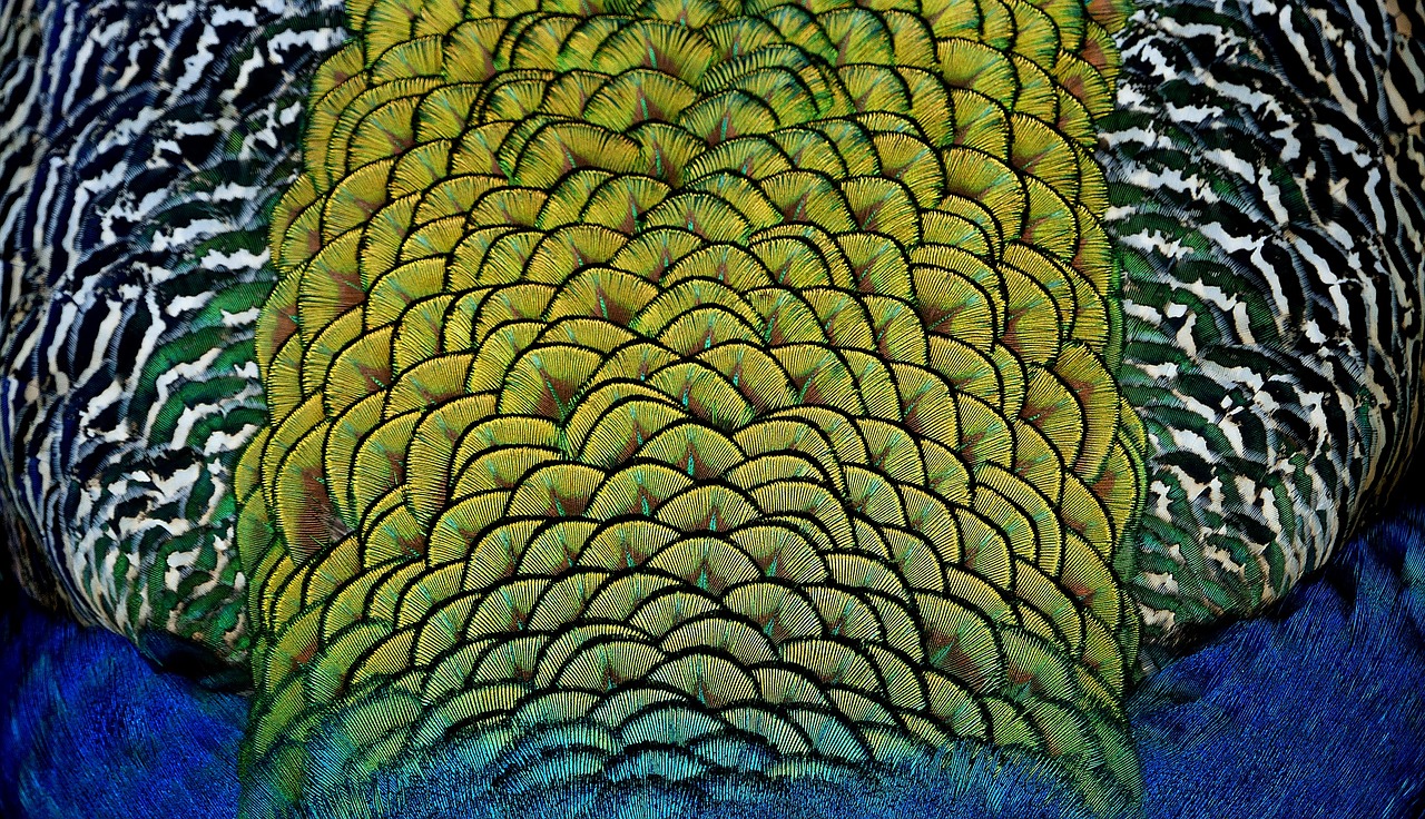 peacock  feathers  close up free photo
