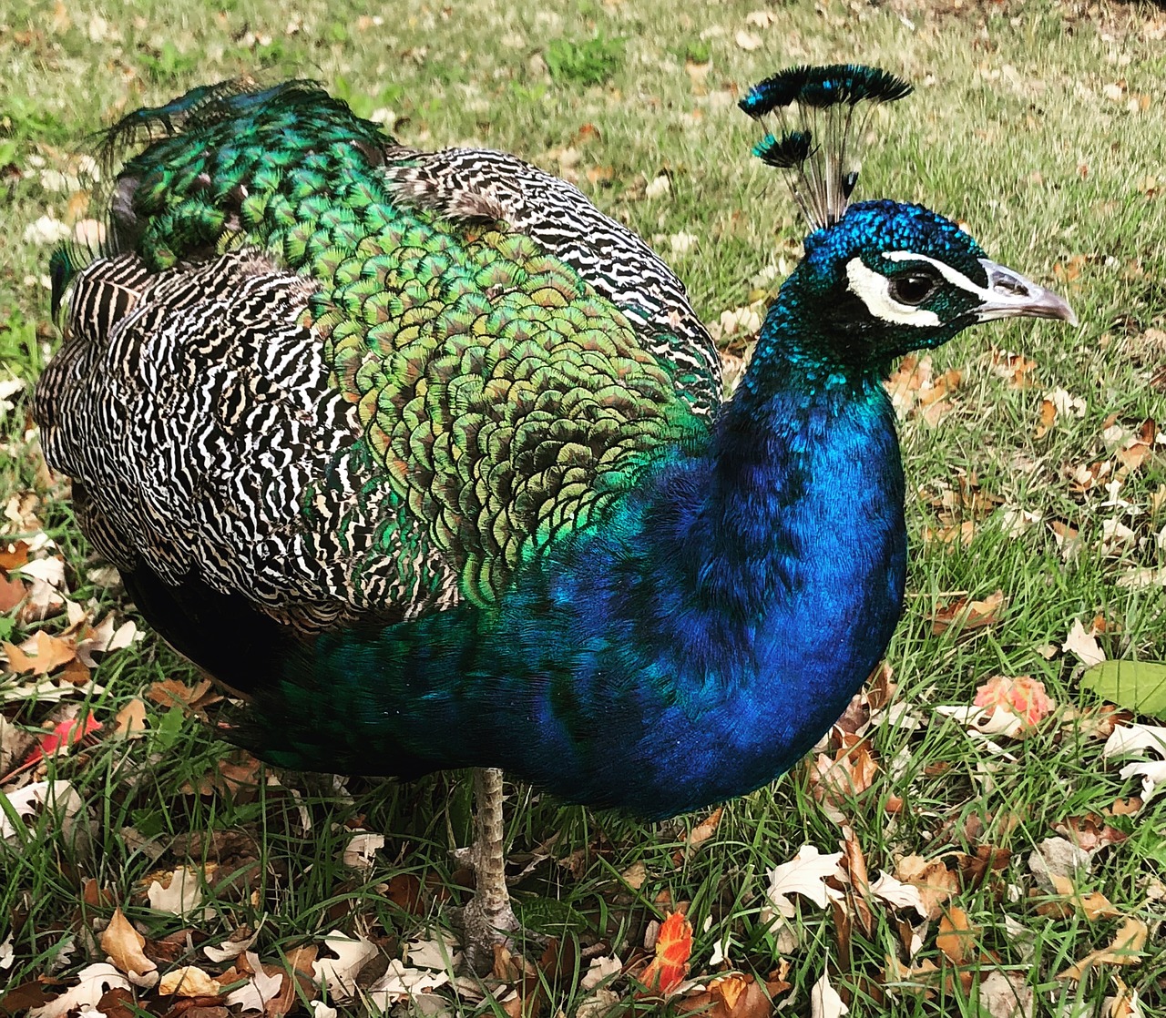 peacock  zoo  animals free photo