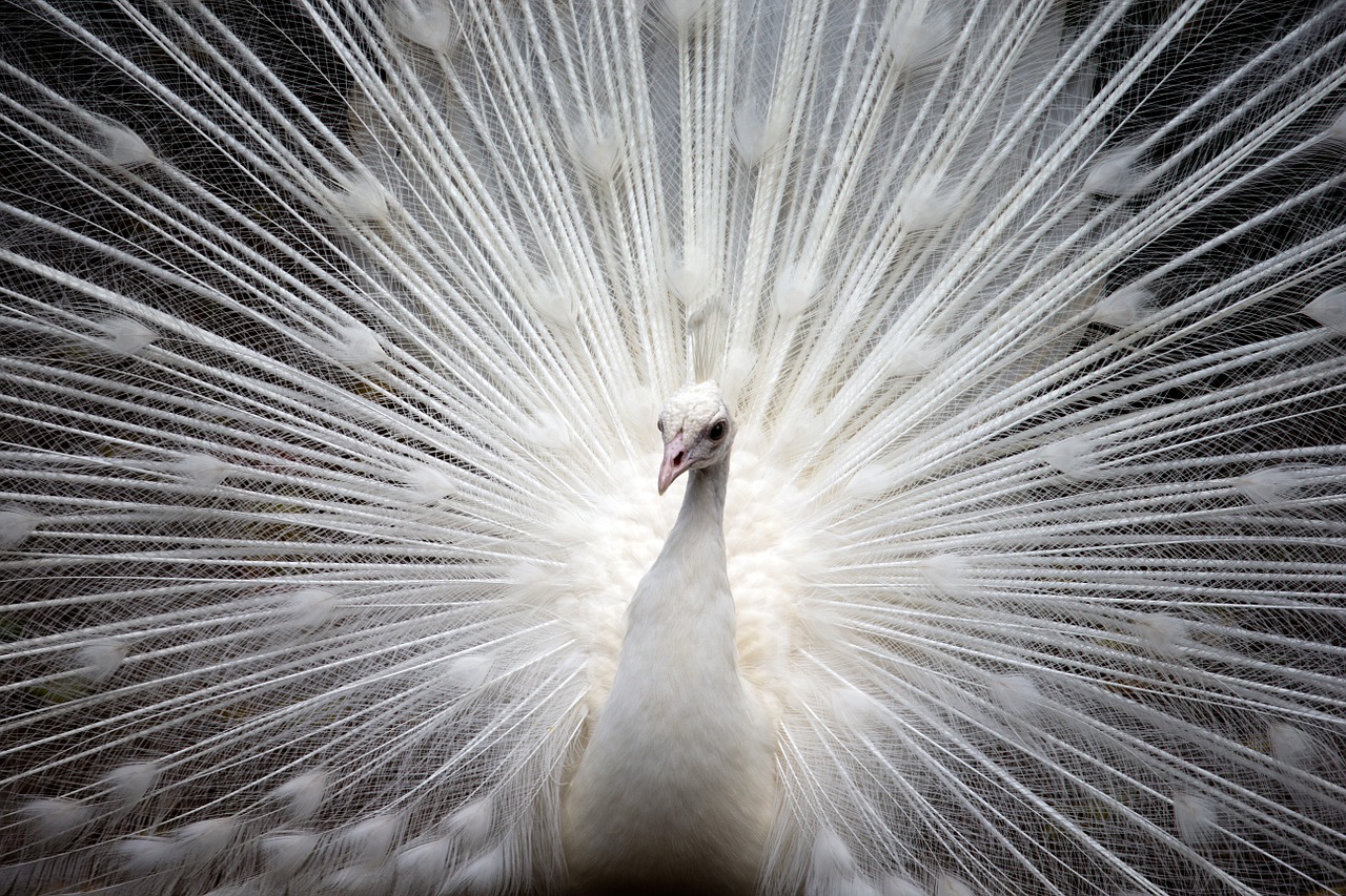 peacock white bird free photo