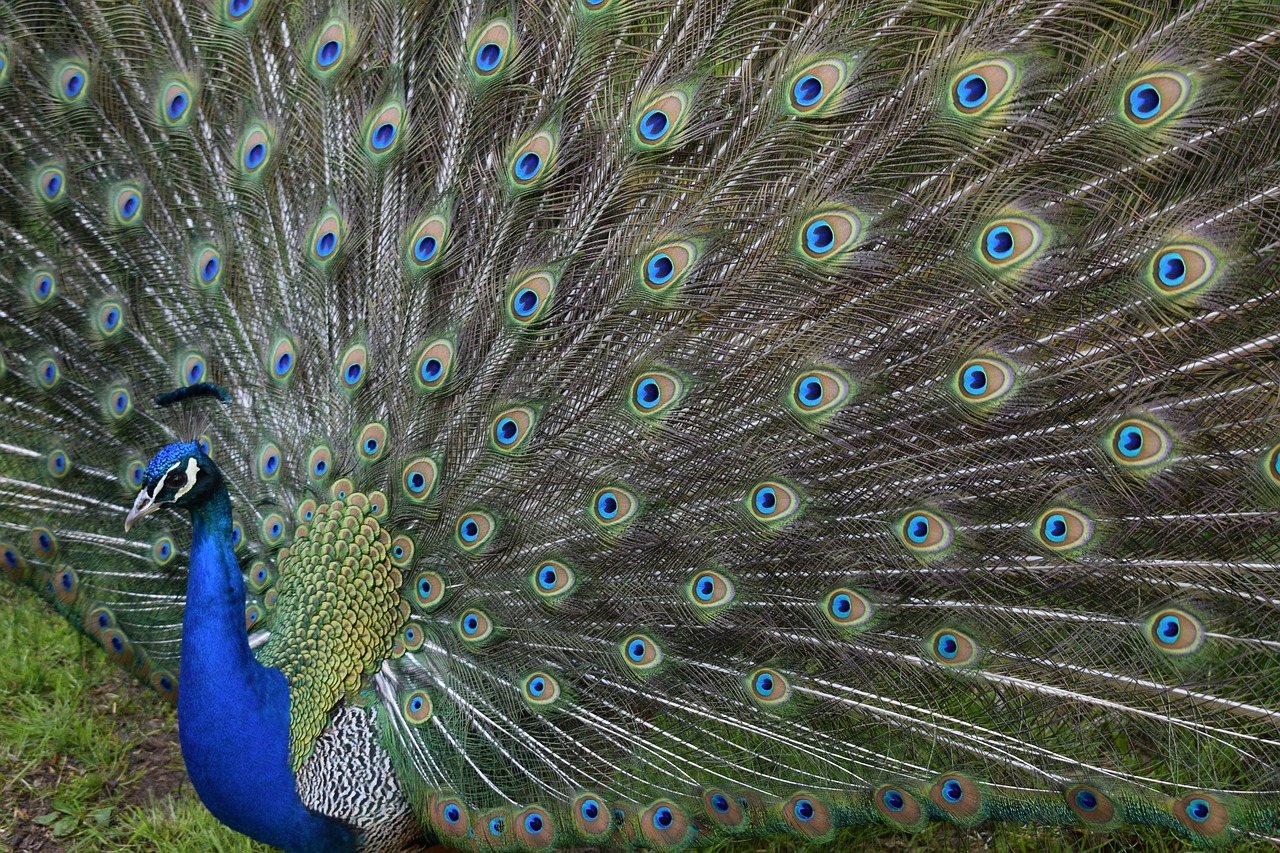 peacock  close up  plumage free photo