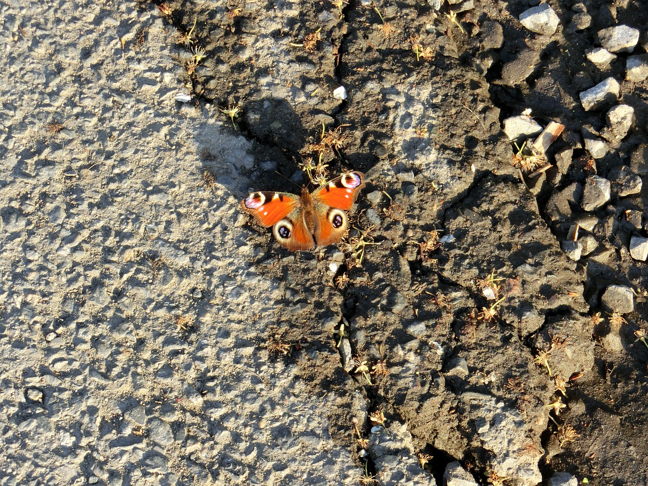 peacock butterfly nature free photo