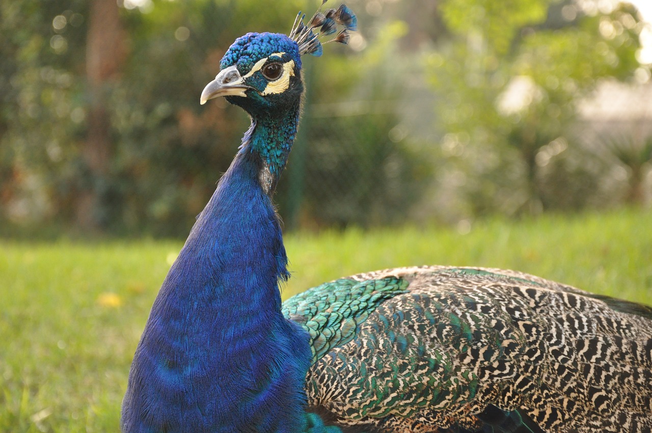 peacock  bird  exotic free photo