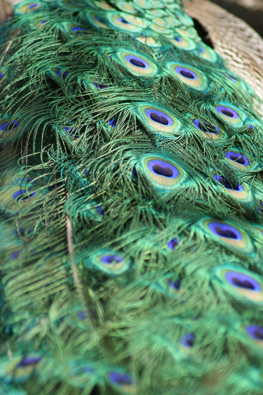 peacock feathers tail feathers free photo