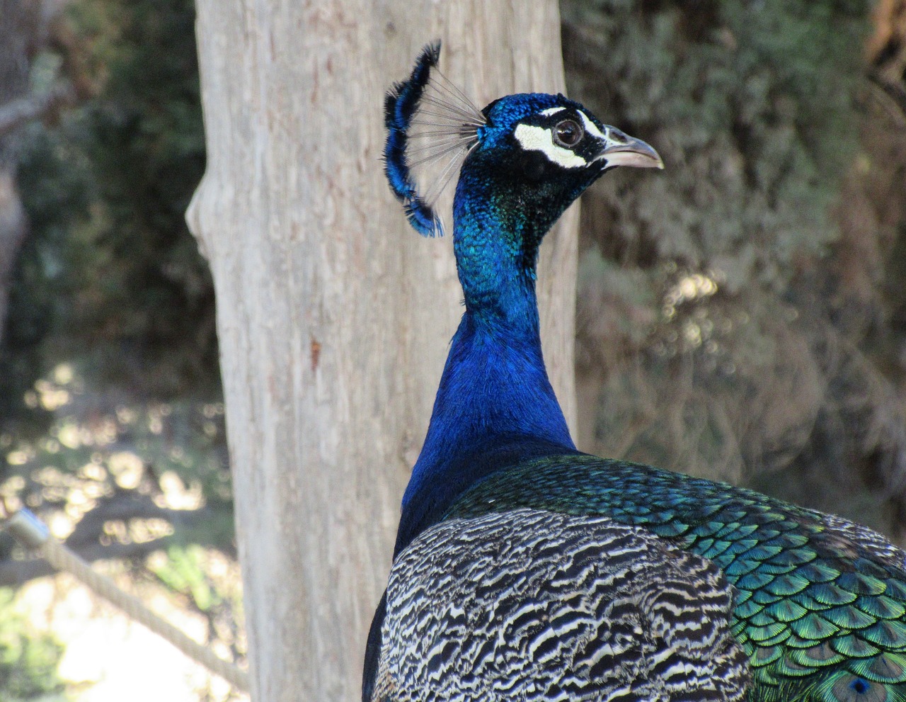 peacock  portrait  bird free photo