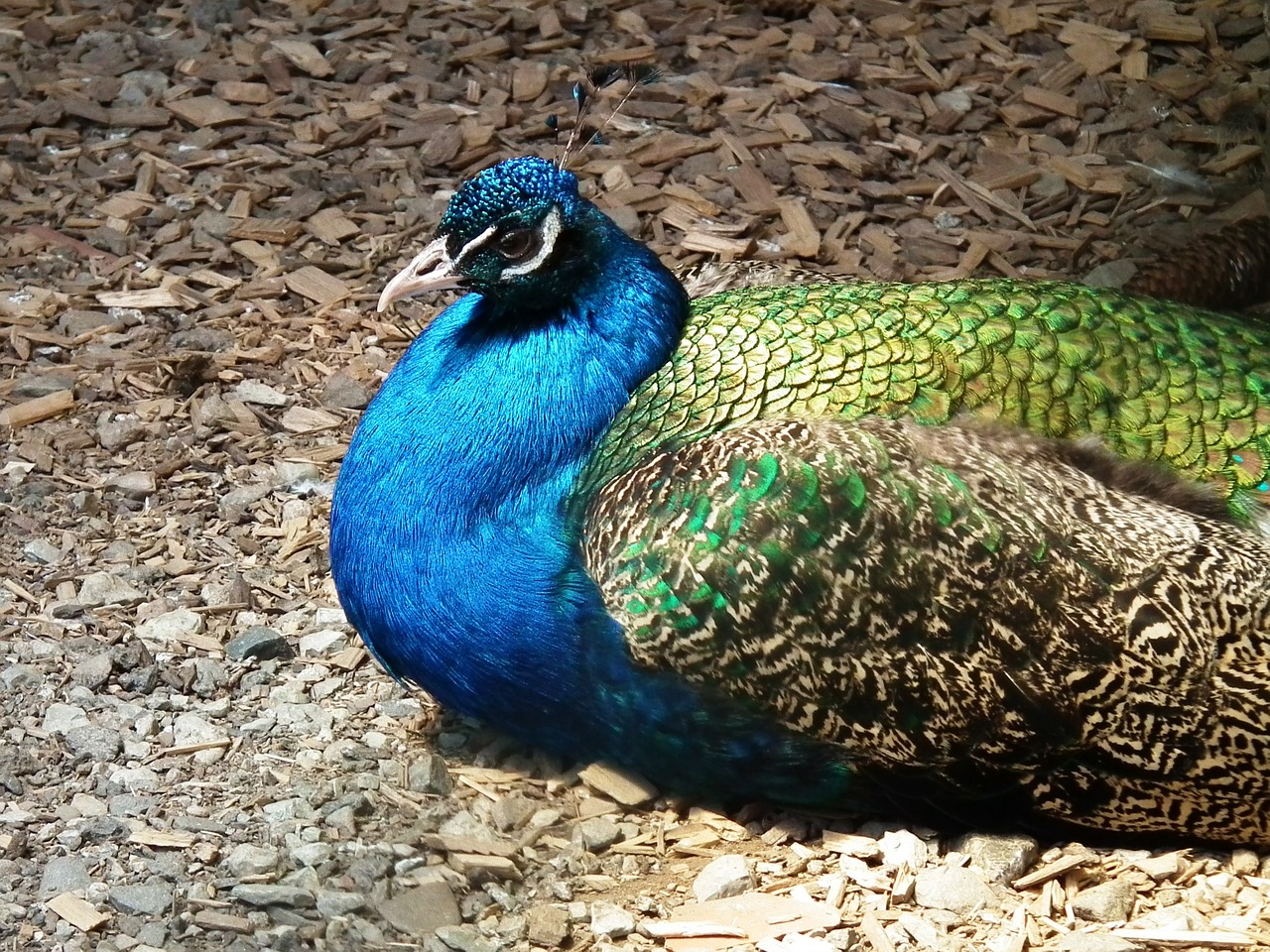 peacock animal bird free photo