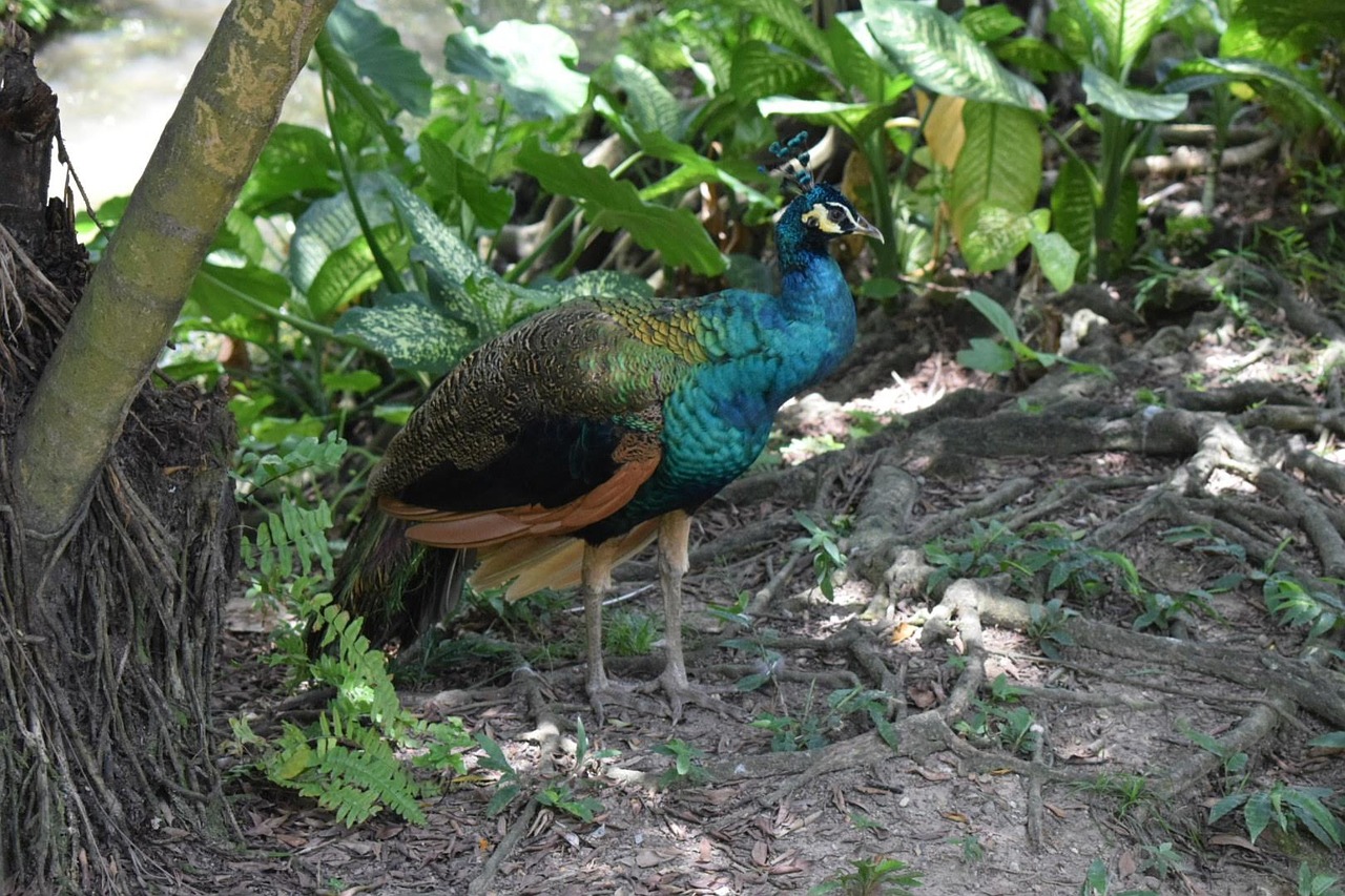 peacock  bird  wildlife free photo