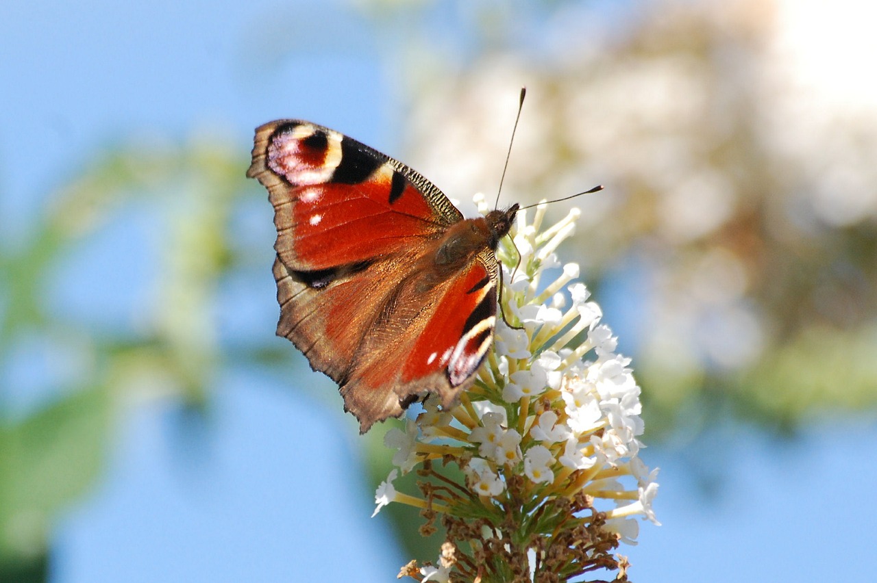 peacock butterfly insect free photo