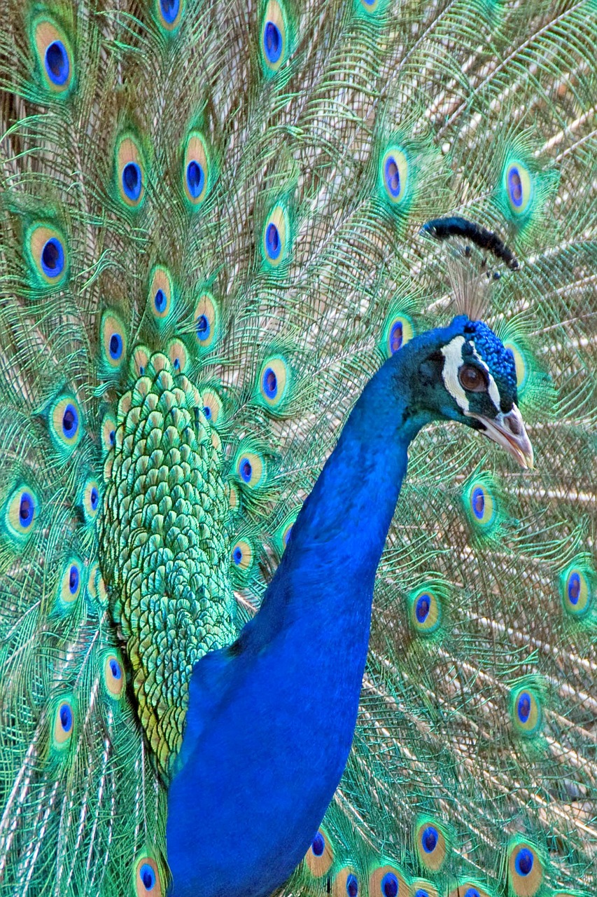 peacock feathers bird free photo