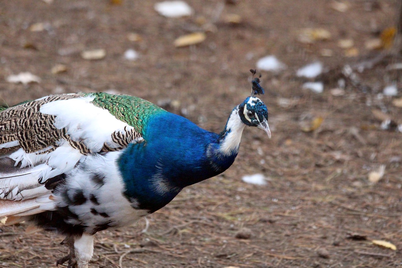 peacock  bird  nature free photo