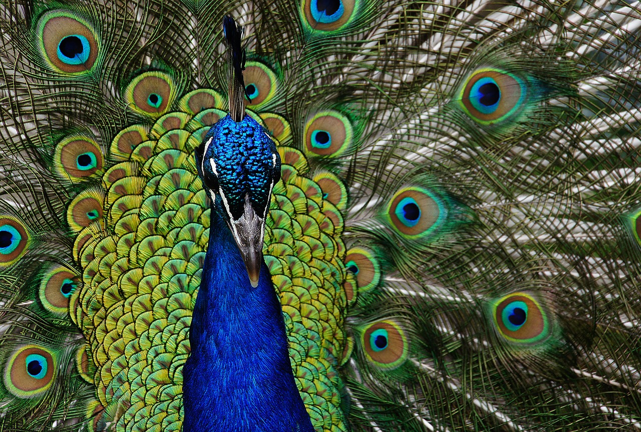 peacock  close up  plumage free photo