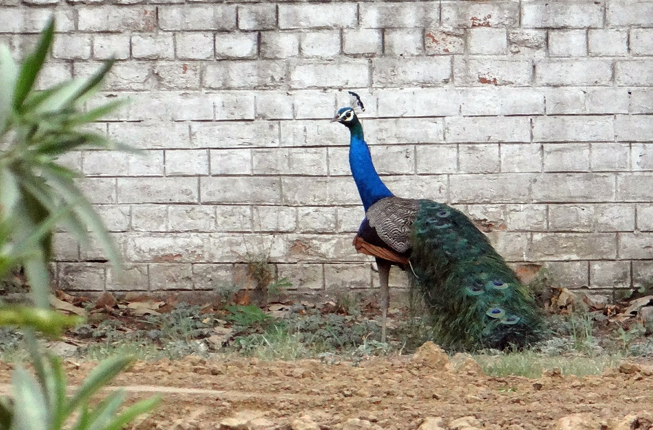 peacock national bird plumage free photo