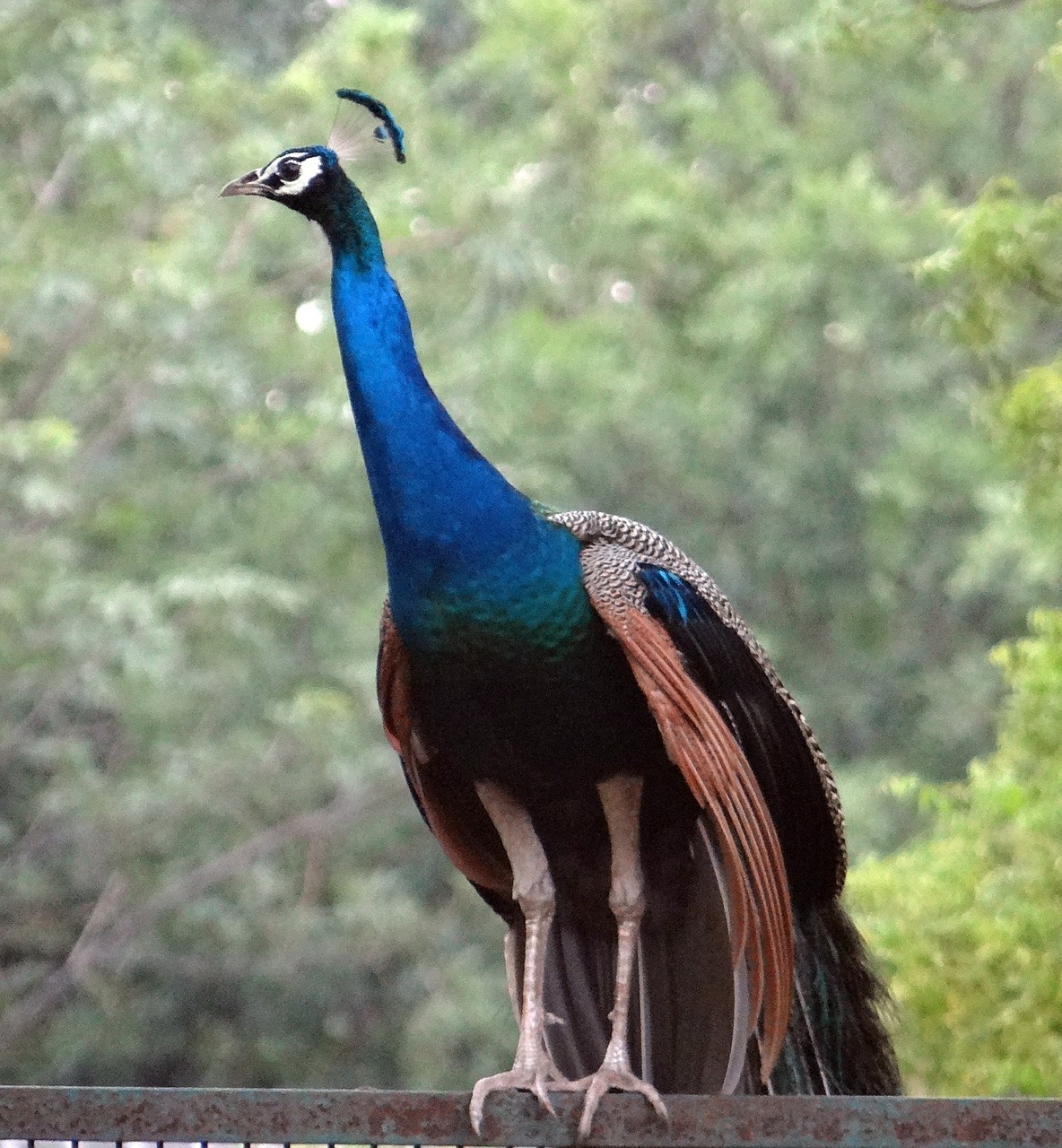 peacock national bird plumage free photo