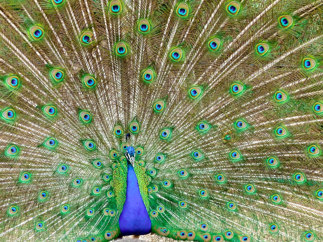 peacock  color  bird free photo