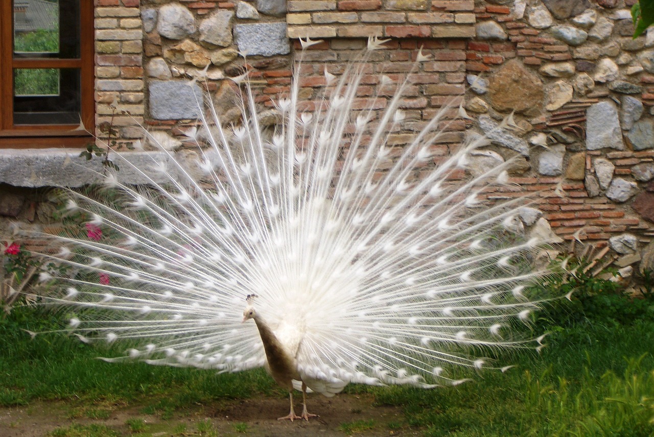 peacock bird white free photo