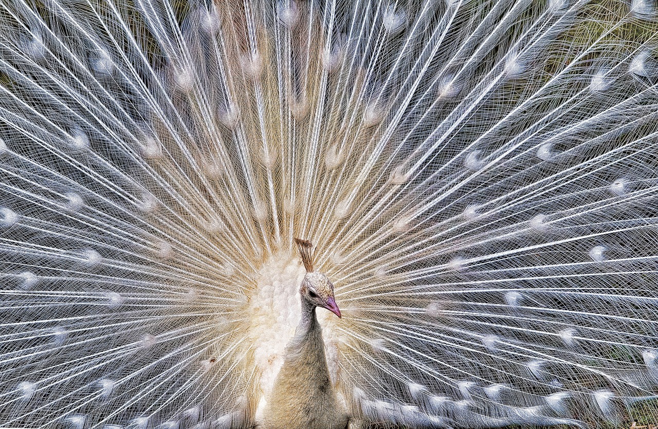 peacock  bird  colorful free photo