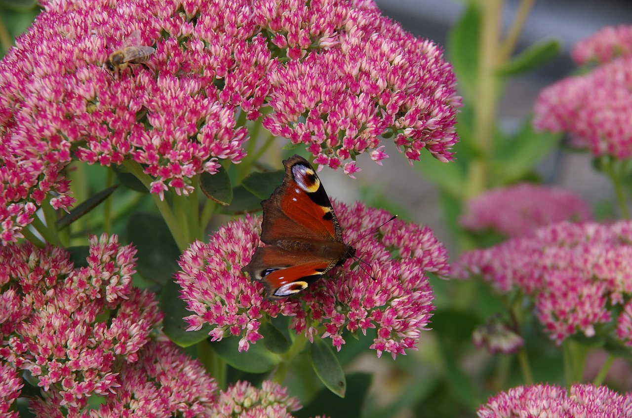 peacock  butterfly  flower free photo