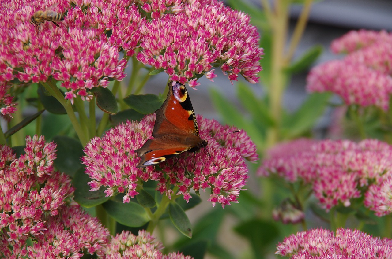 peacock  butterfly  flower free photo