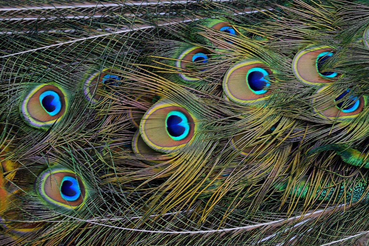 peacock  tail feathers  close up free photo