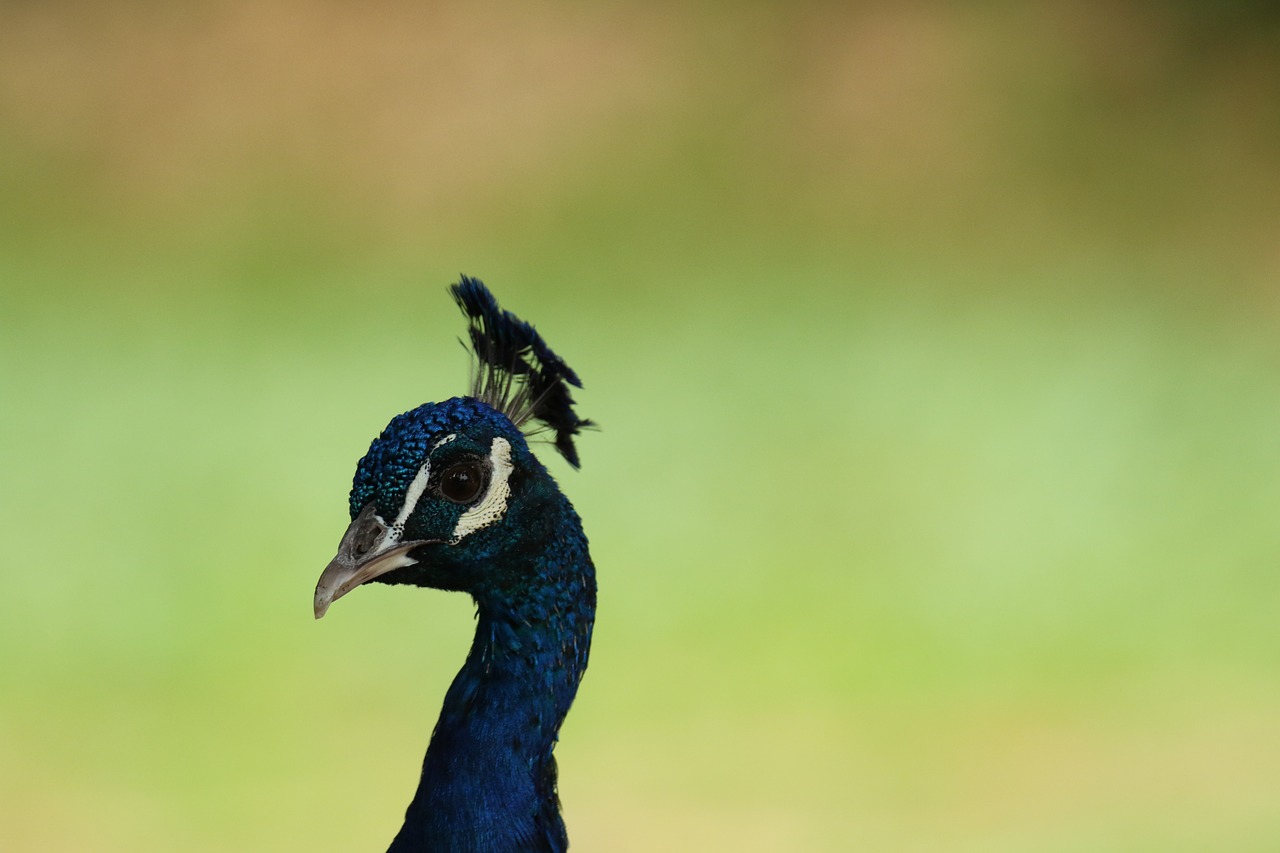 peacock  bird  colorful free photo