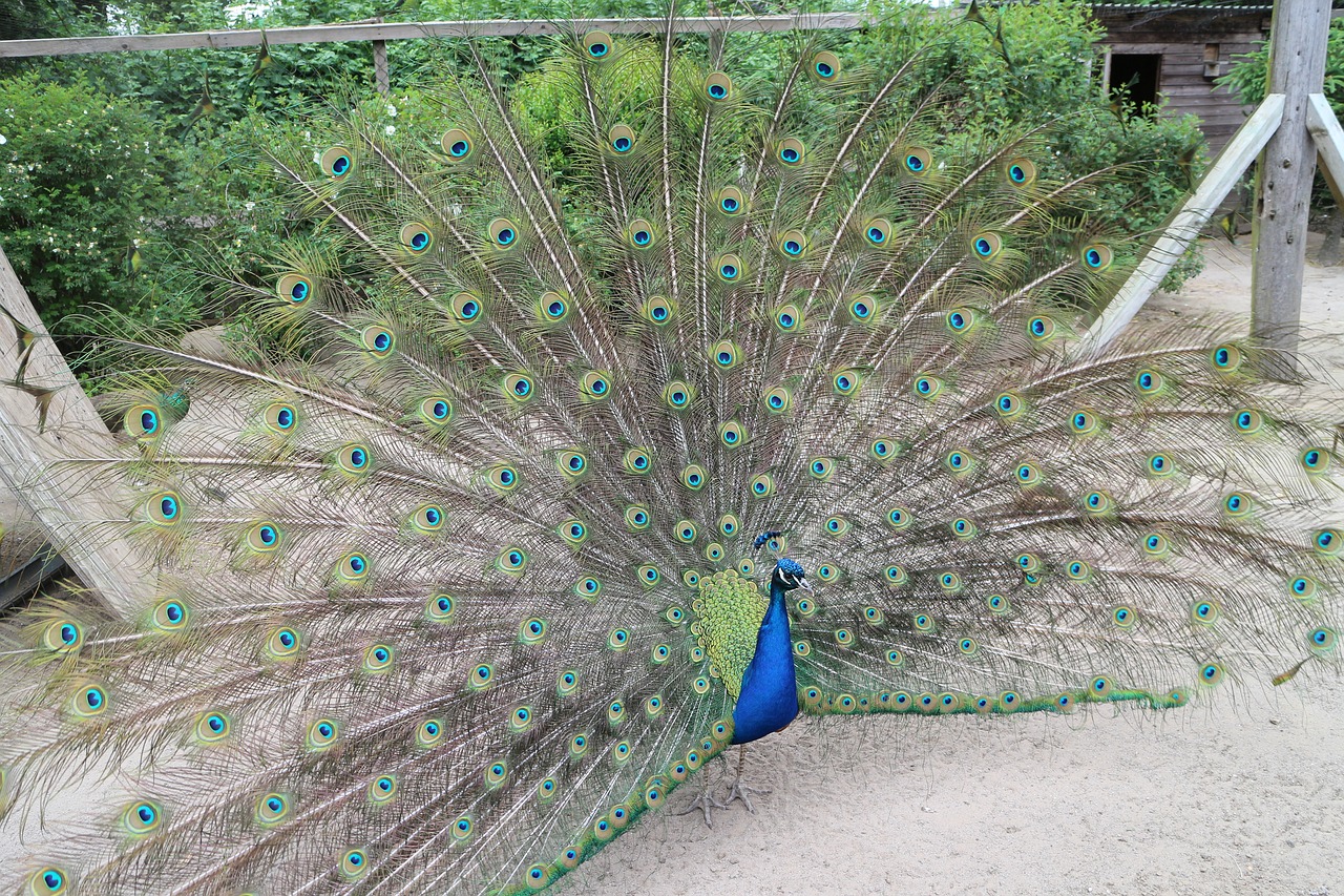 peacock  wheel  bird free photo
