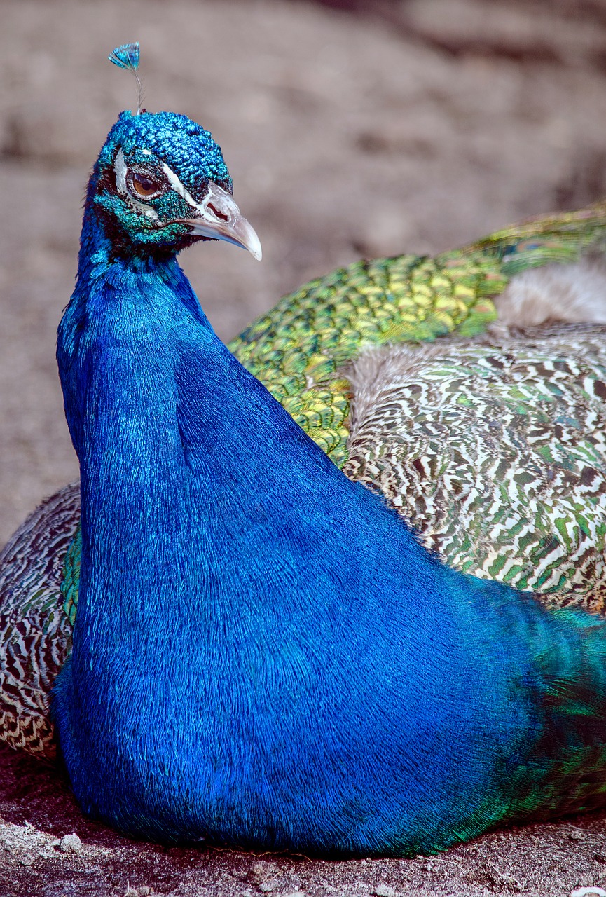 peacock  bird  color free photo