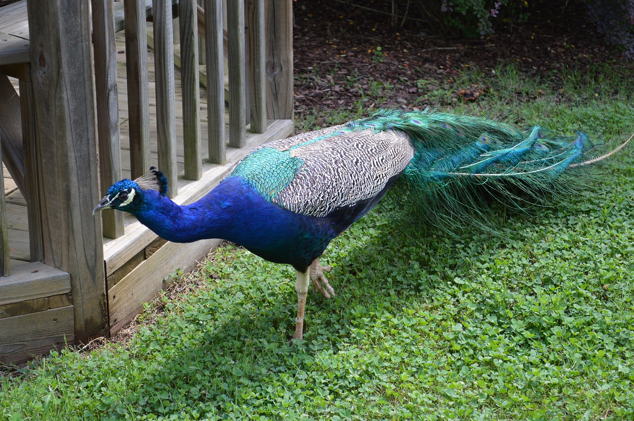 peacock  bird  feather free photo