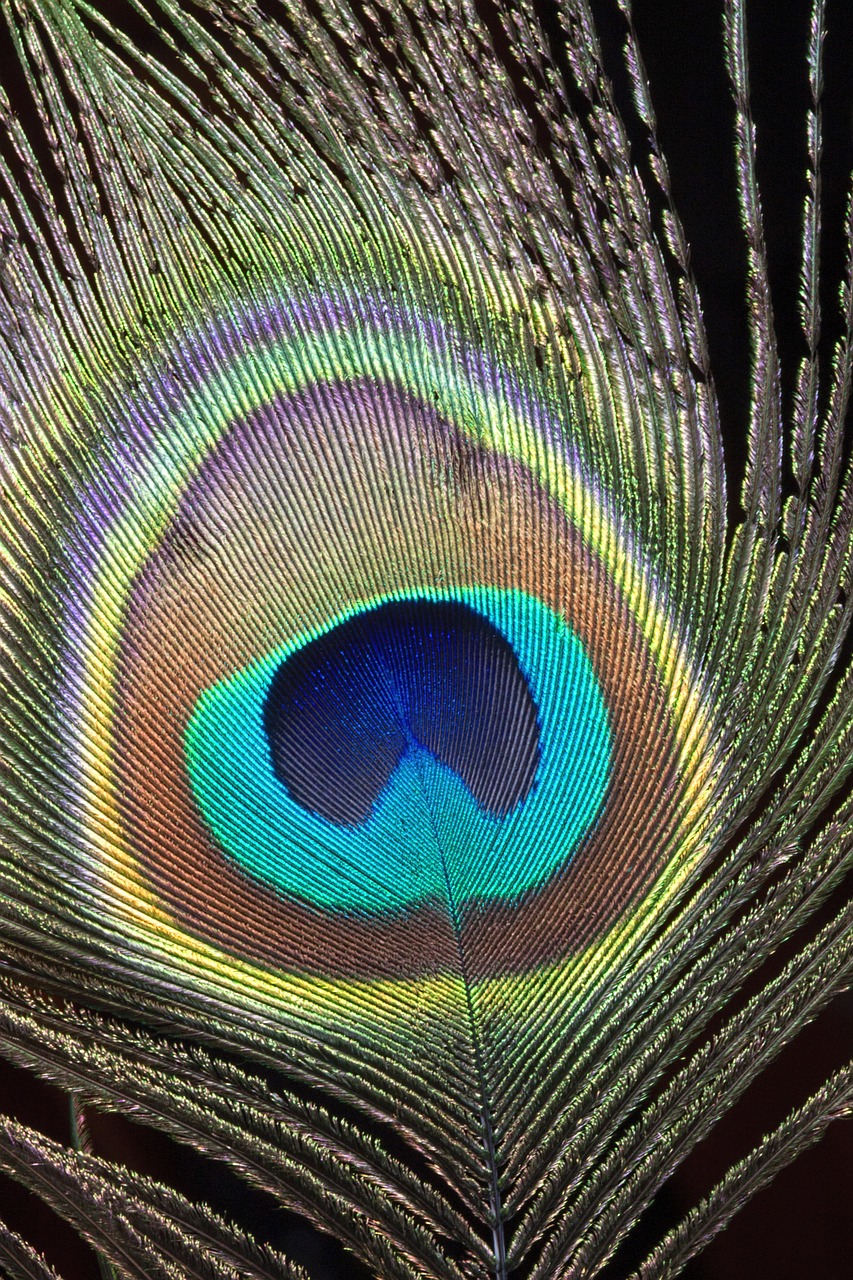 peacock  feather  close-up free photo
