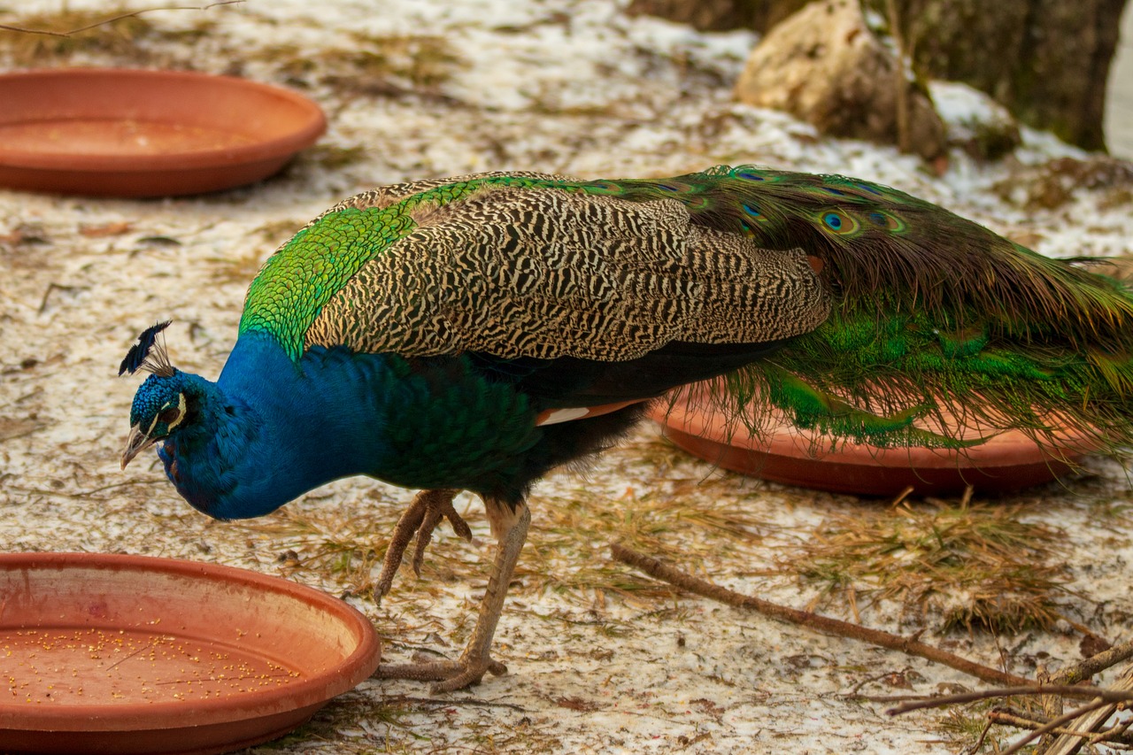 peacock  bird  colorful free photo
