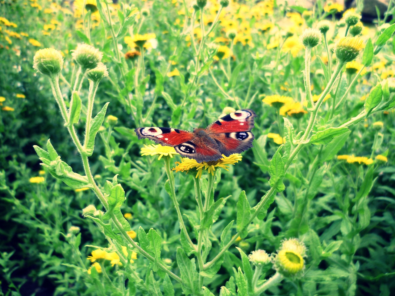 peacock butterfly flower meadow free photo