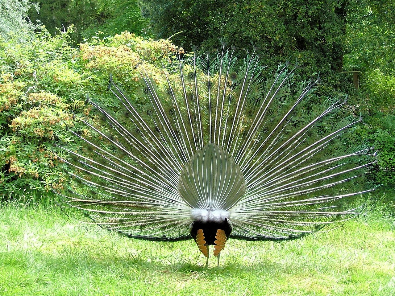 peacock peafowl tail free photo