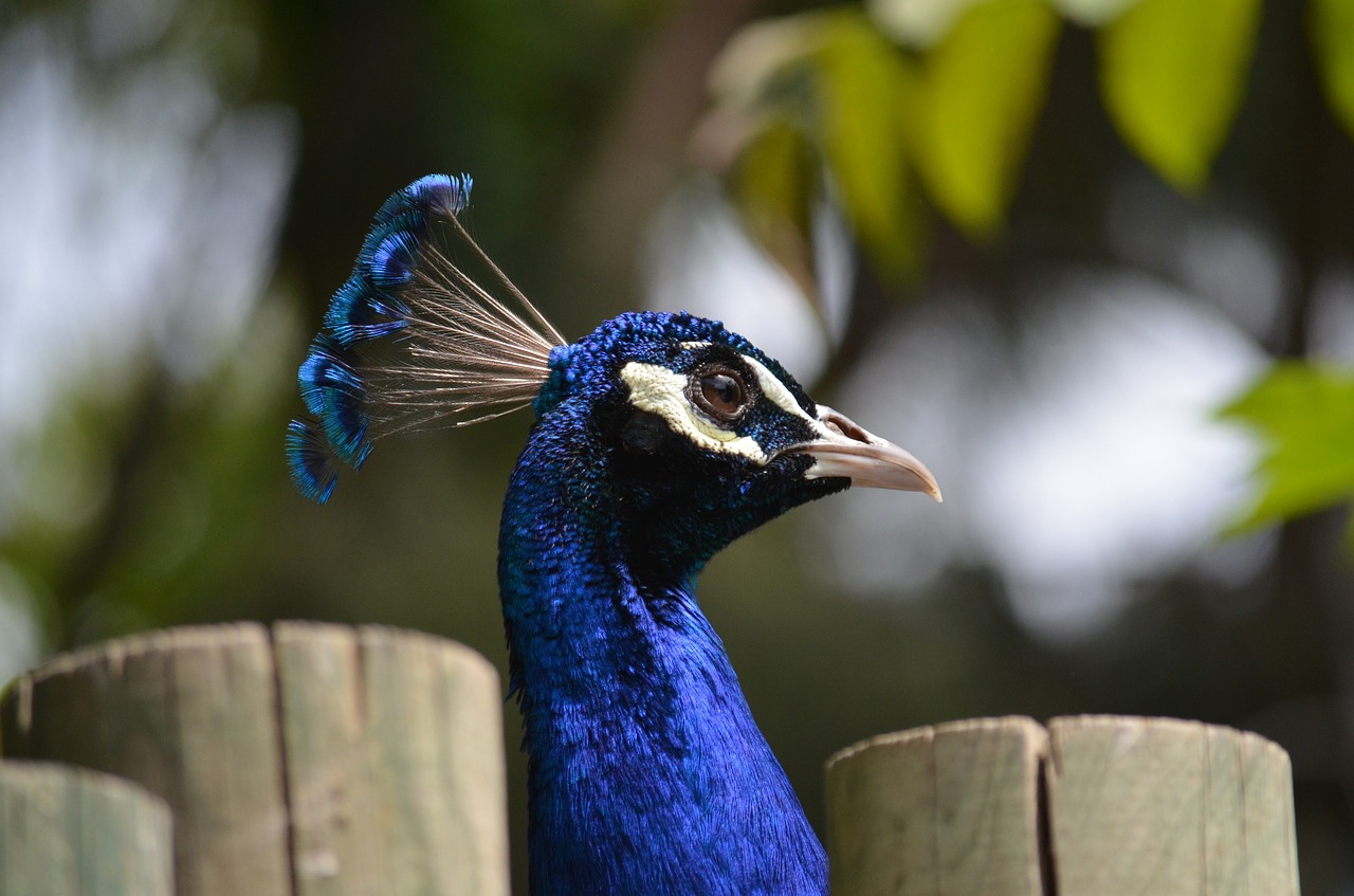 peacock blue animal free photo