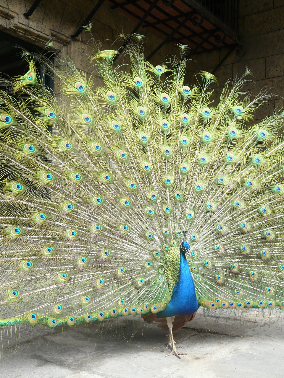 peacock bird peacock feathers free photo