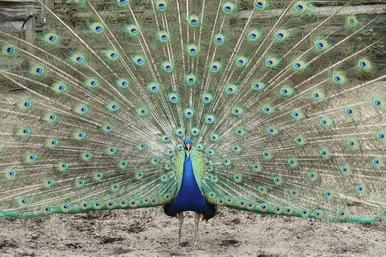 peacock  feathers  colorful free photo