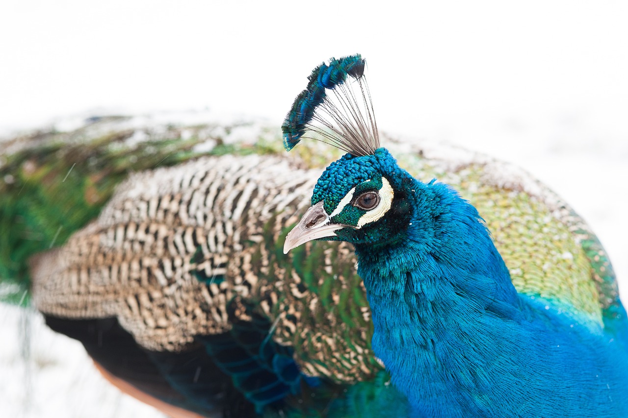 peacock  bird  feather free photo