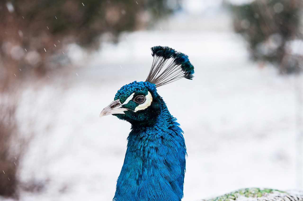 peacock  bird  feather free photo