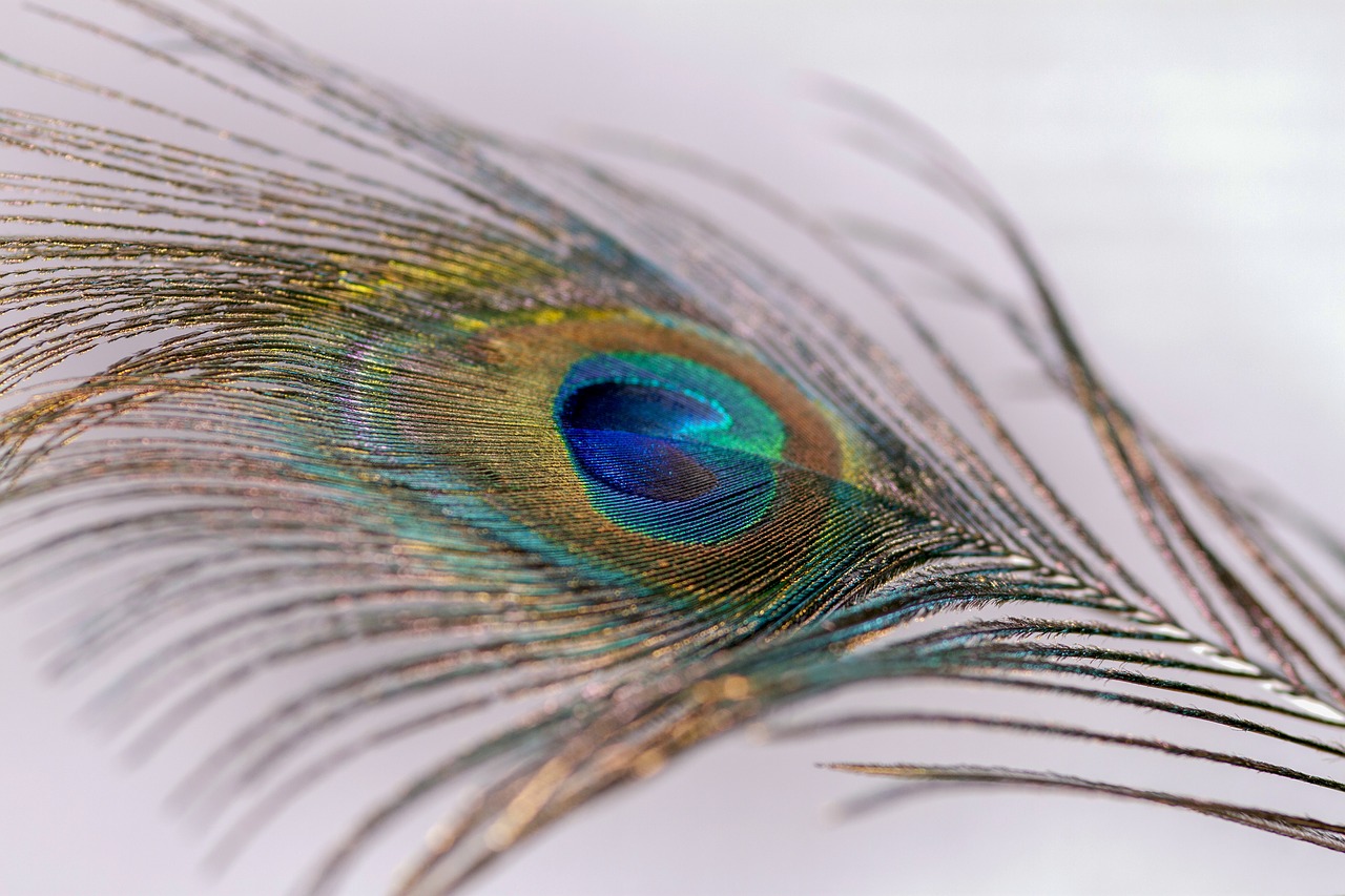 peacock  feather  bird free photo