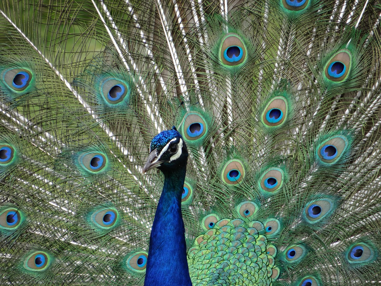 peacock  eyes  colorful free photo