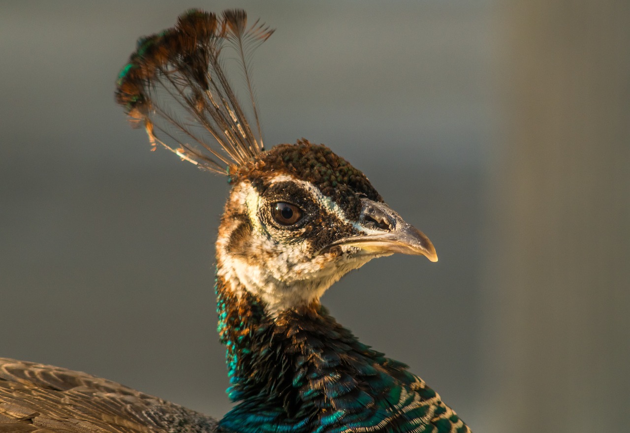 peacock  head of a peacock  tufts free photo