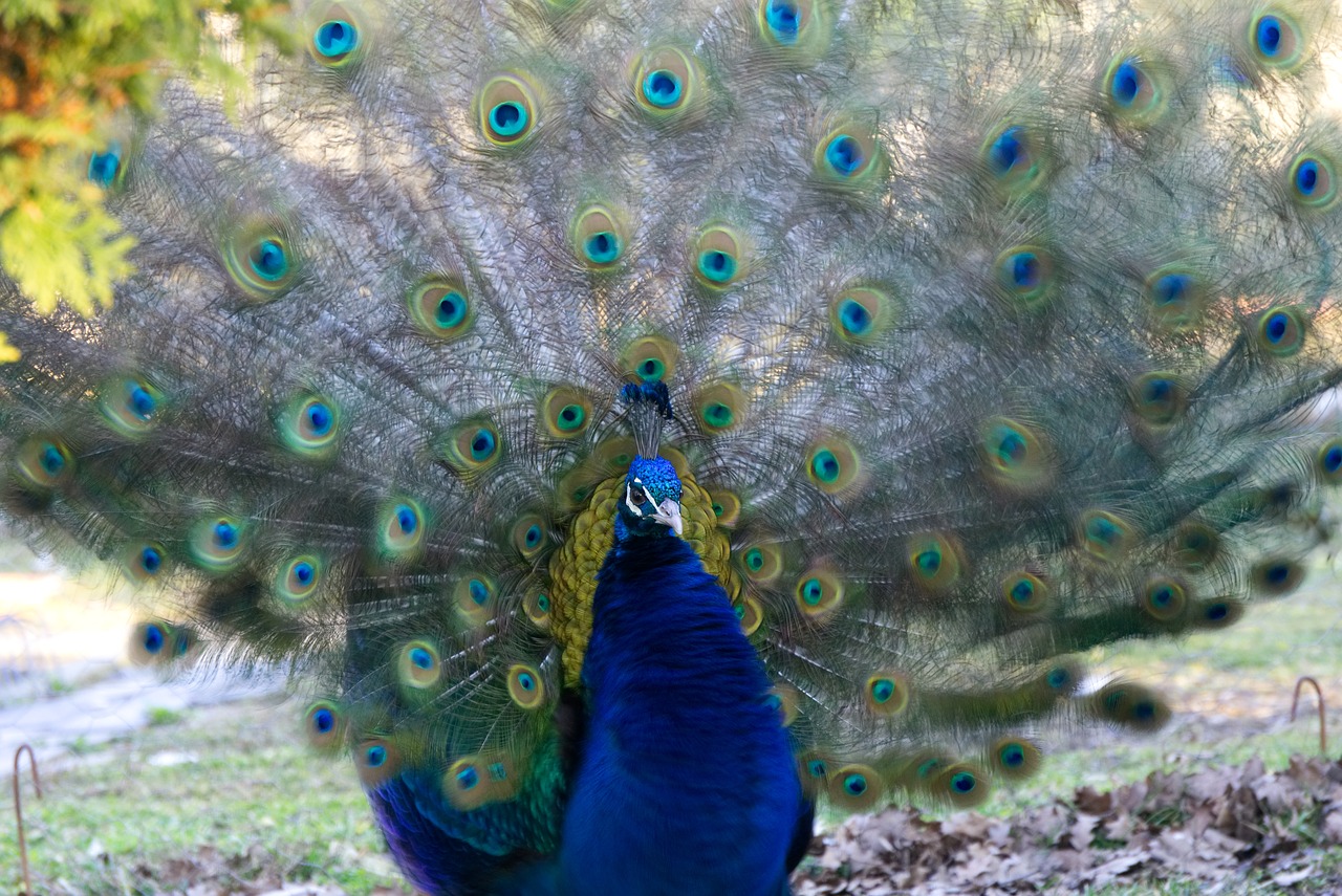 peacock  bird  bird peacock free photo