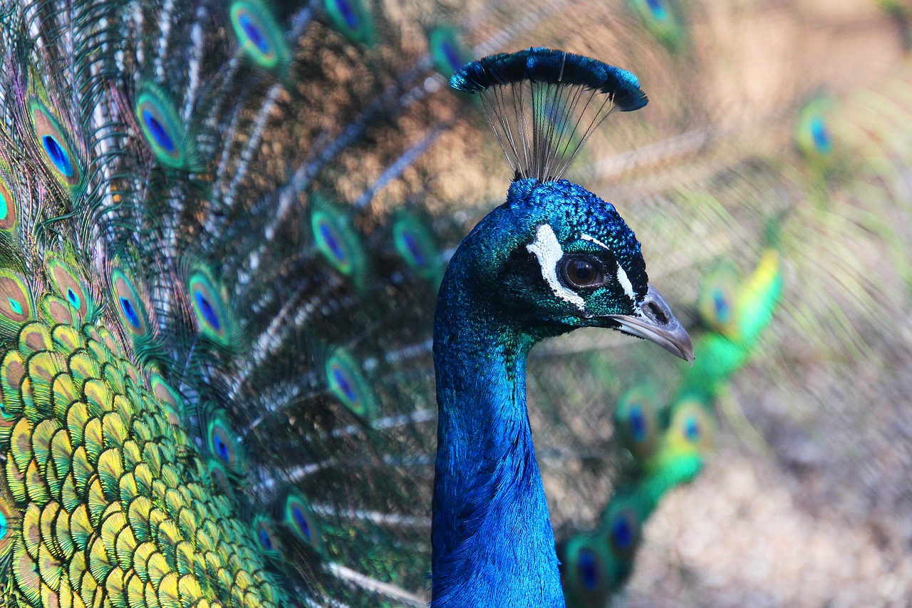 peacock  animal  feather free photo